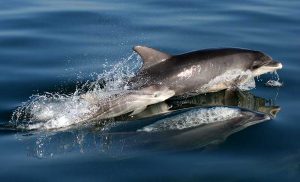Dolphin With Calf