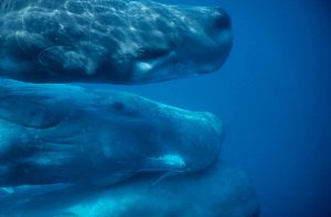 Sperm Whales by JGordon