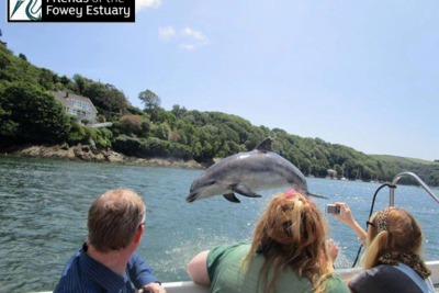 Meet Clet, the Travelling Bottlenose Dolphin