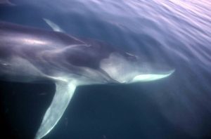 Fin Whale