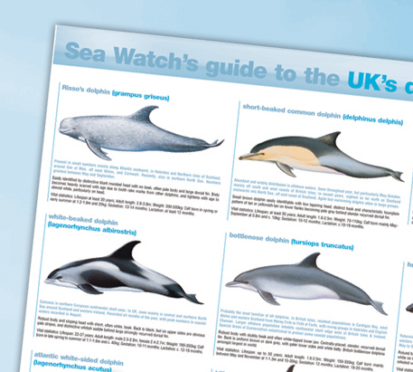 Whale Chart Poster