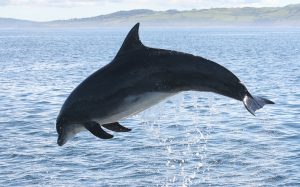 Bottlenose Dolphin