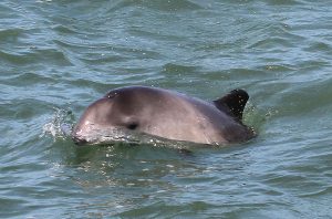 Harbour Porpoise