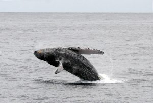 Humpback Whale
