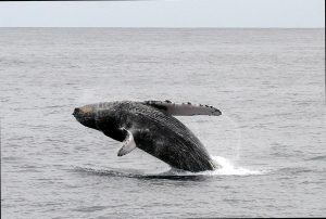 Humpback Whale