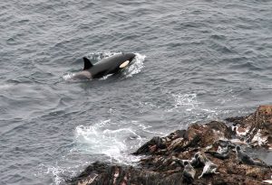 Killer Whale