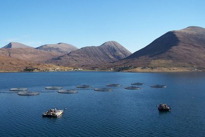 Taking a look at Salmon Farms