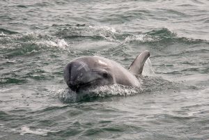 Risso's Dolphin