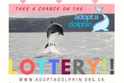 Adopt a Dolphin Lottery, will it be a winner!?