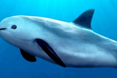 So, how is our most endangered cetacean actually doing??