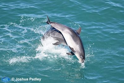 Why Do The Dolphins Keep Returning To Cardigan Bay?