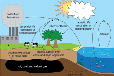 Carbon and the Ocean – Could whales hold the answer to combating climate change?