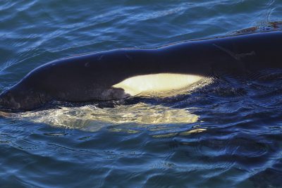 Orcas that Eat Great White Sharks