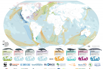 World-First Map Exposes Growing Dangers Along Whale Superhighways
