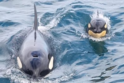 Come & See Killer Whales in British Waters