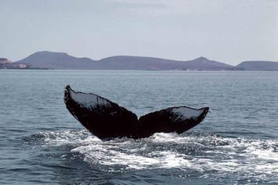 Songs of the Humpback Whale