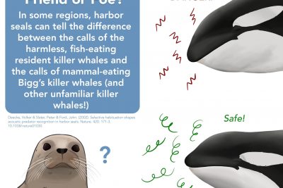 Can harbour seals tell the difference between different kinds of kilIer whales?