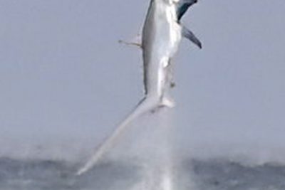 Thresher shark surprises sightseers on Cardigan Bay boat tour