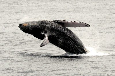 How whales sing while holding their breath